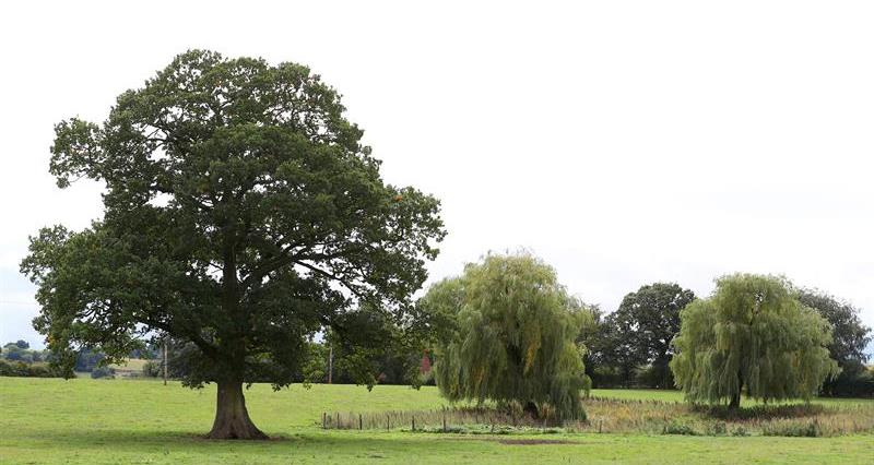 An oak tree and two smaller trees in the countryside