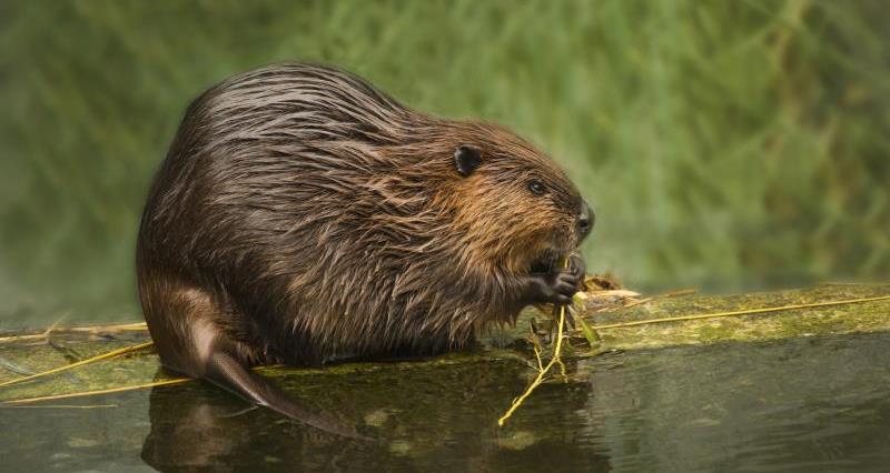 A picture of an Eurasian beaver nibbling on some leaves