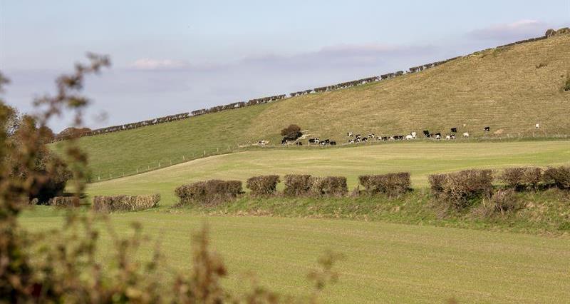An image of arable and grassland fields in Dorset, with cows in one of the fields.