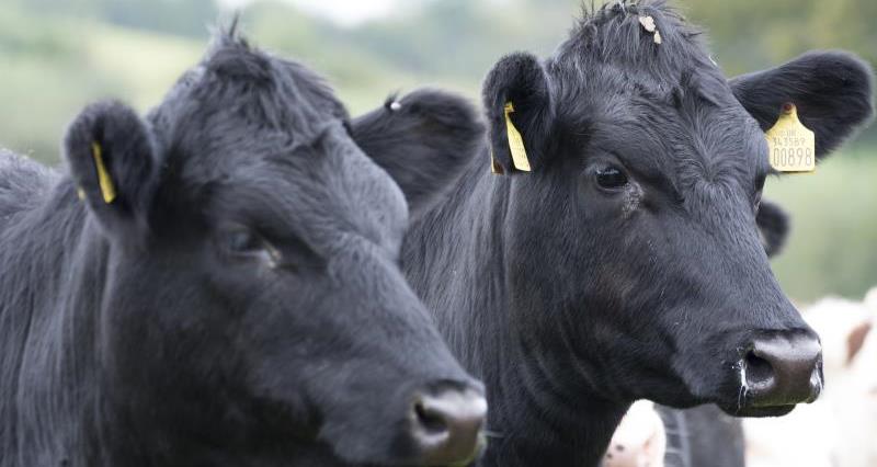 Beef cattle, Somerset_42929