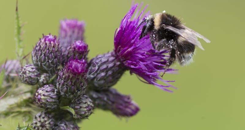 An image of a bee collecting pollen