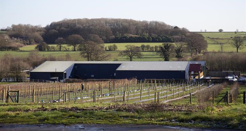 A view of a farm shop taken from across a field of crops