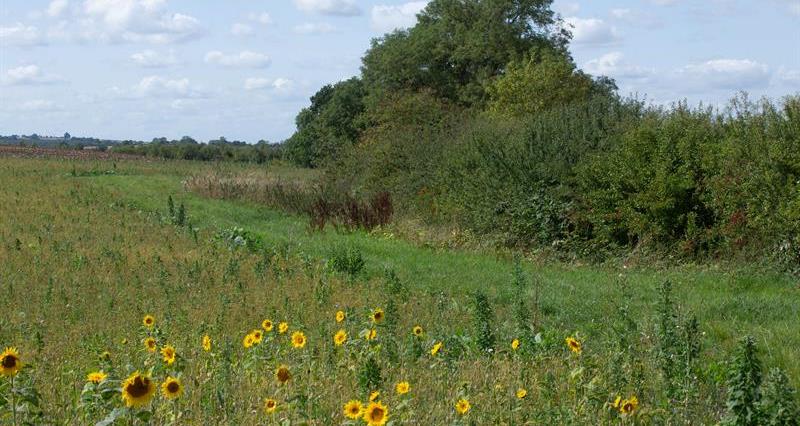 Field margin with sunflowers