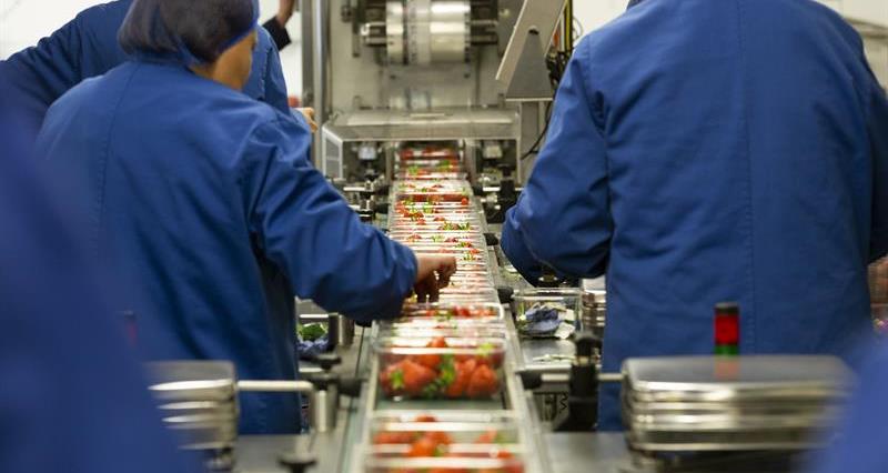 An image of workers packing strawberries