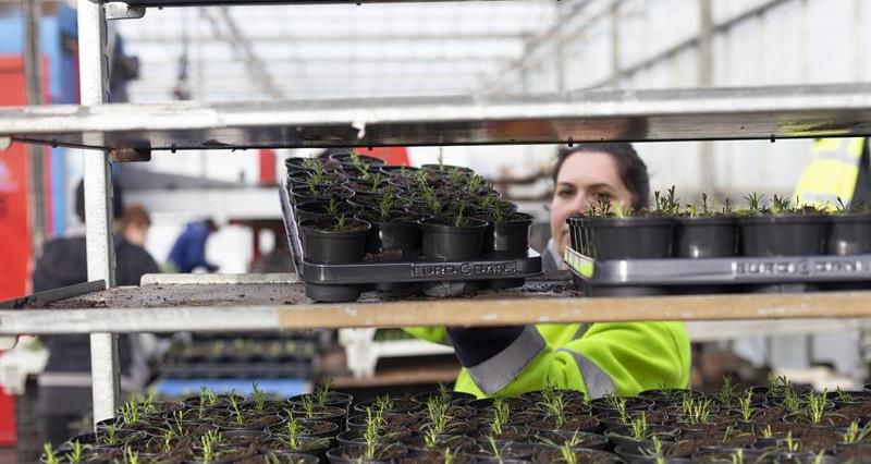 An image of a woman putting a tray of pots of seedlings onto a shelf in a warehouse
