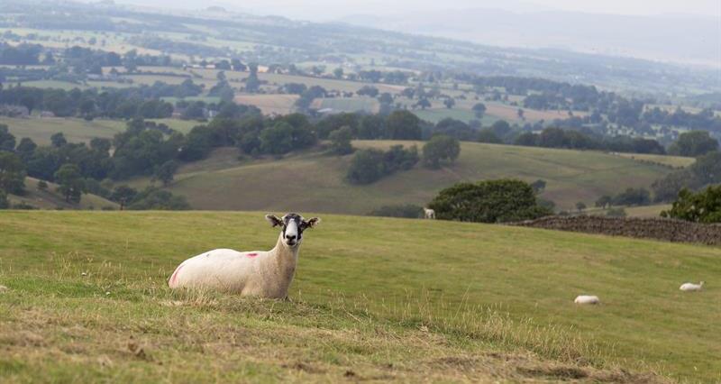 A sheep relaxing in a field on a hill. In the near distance more sheep are grazing next to a stone wall, and in the far distance are miles of fields and farmland.