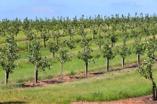 Apple orchard, Herefordshire_44295