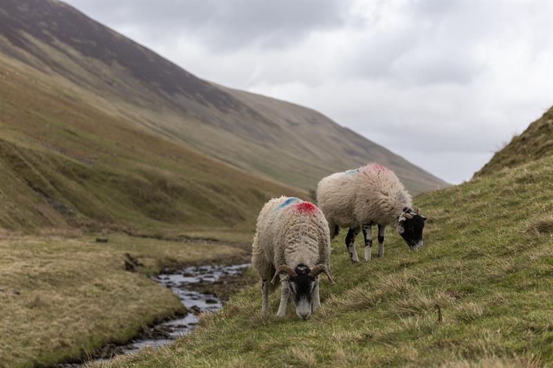 Destocking Issues And ELMs In The Uplands – NFUonline