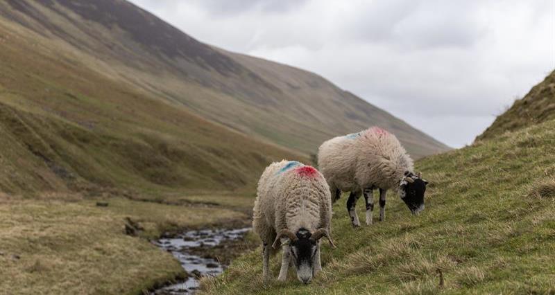 Sheep in the uplands of Lancashire