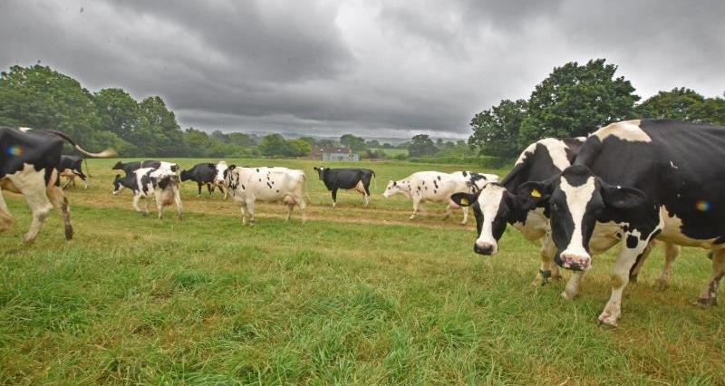 Dairy Cows Pyle Farm Somerset_55769