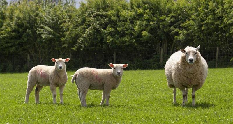 Lleyn sheep Commonwood Farm_66464