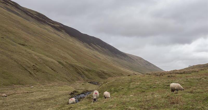 An image of sheep grazing on a hill