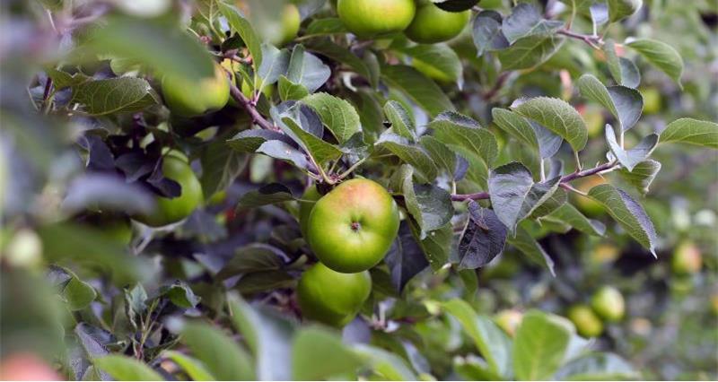Apples in a tree