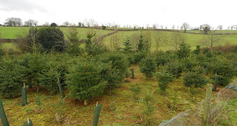 Our guide to buying a British Christmas tree | Countryside Online