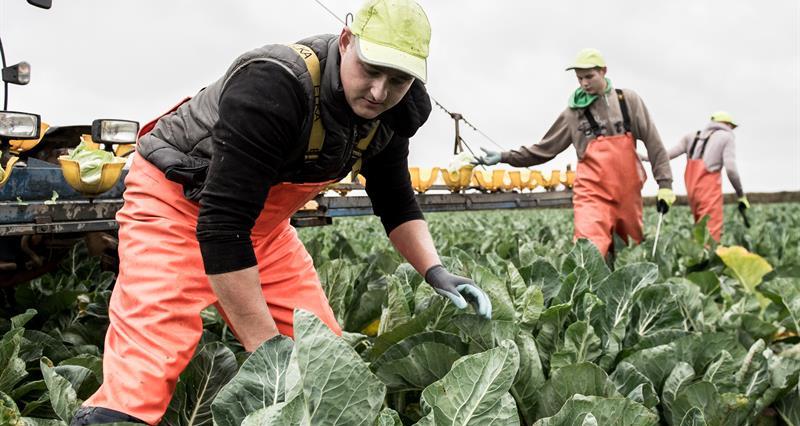 An image of two men harvesting cabbages from a field