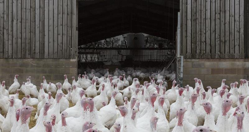 A rafter of turkeys outsde a housing shed