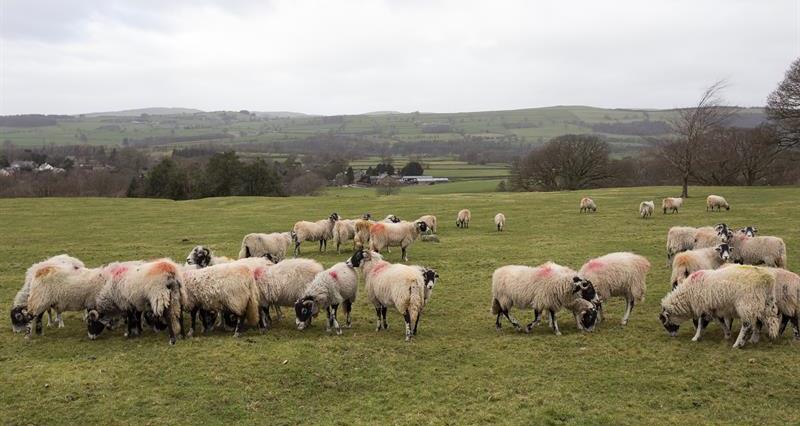 Sheep in a field