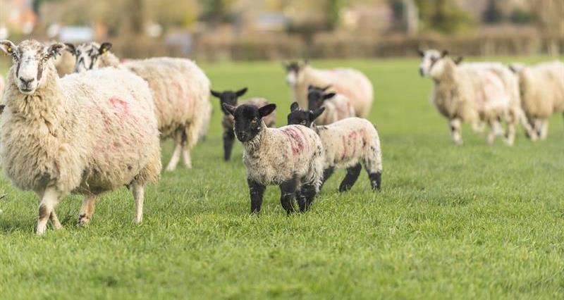 Lambs and ewes on farm_63857