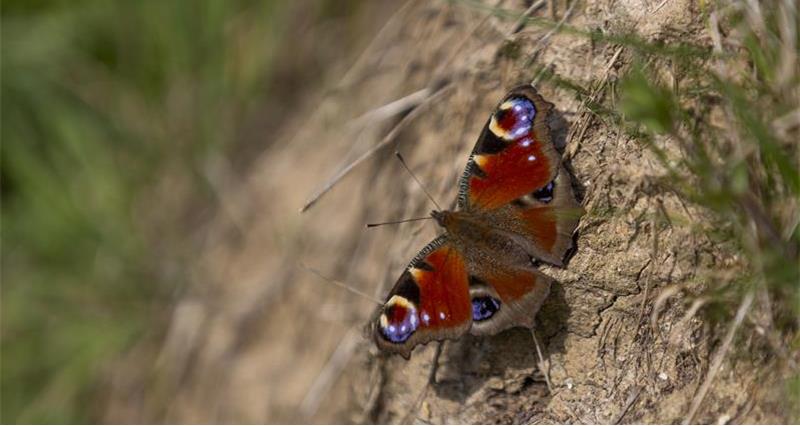 Butterfly on the ground