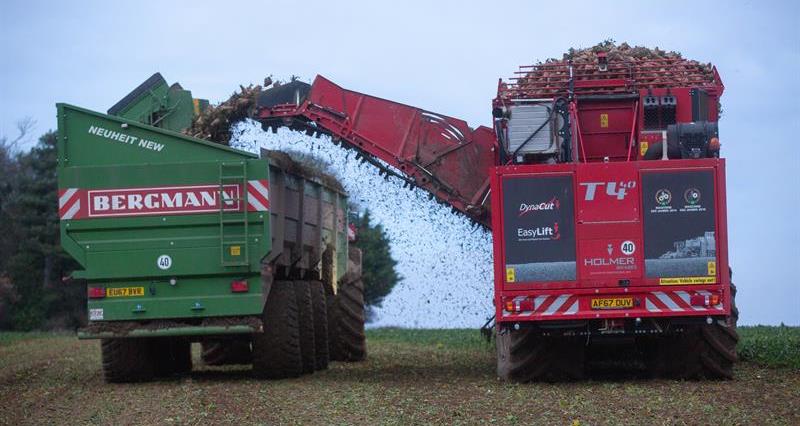 Sugar beet harvester