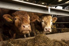 Cattle in barn_63818