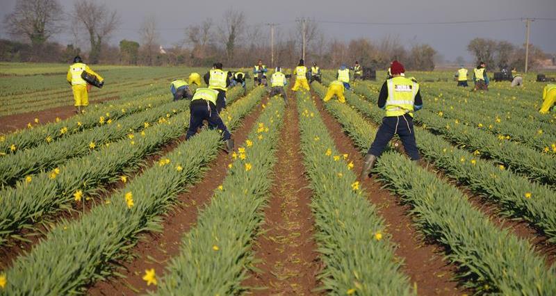 Workers at Taylors Bulbs Holbeach Lincolnshire_65637