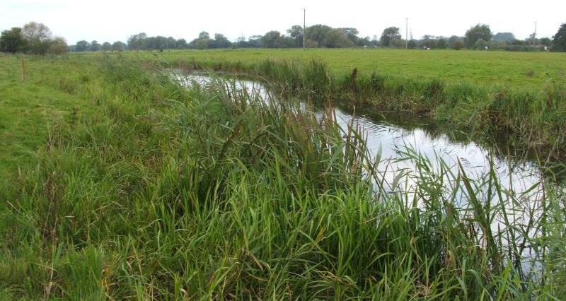 A watercourse in a field of grass
