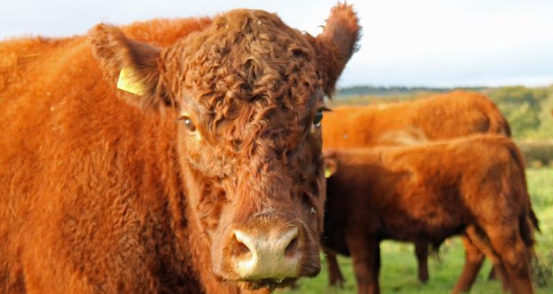 Devon cattle at Rob Alderson's farm_42508