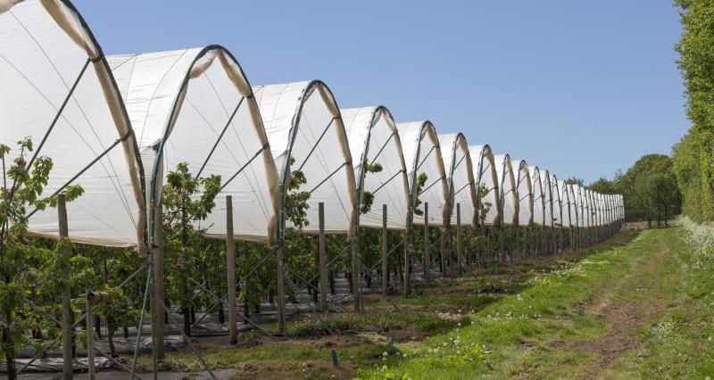 Polytunnels cherry tree orchard_55025