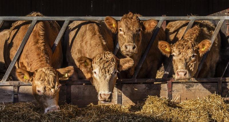 Four cattle in a shed eating 