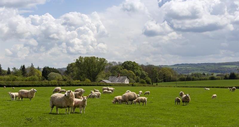 Lleyn sheep Commonwood Farm_66473