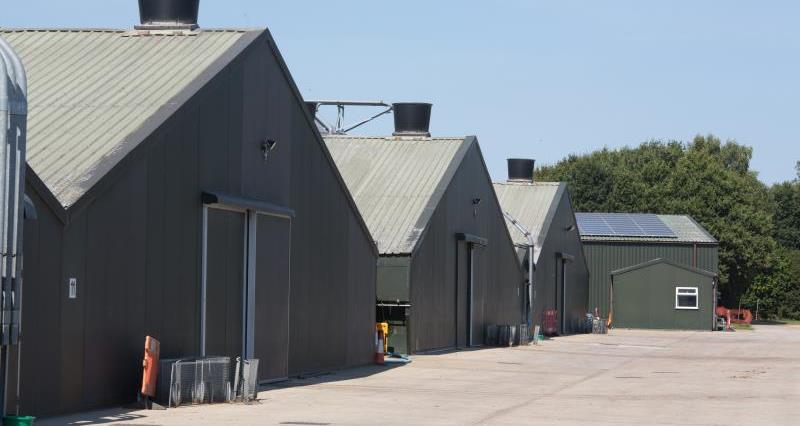 Poultry sheds