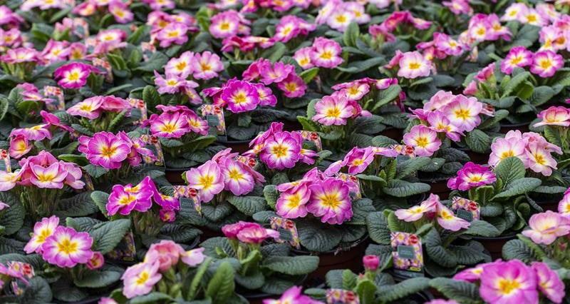A picture of rows of alpines growing on a flower farm