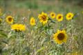 Sunflowers Saya Harvey farm East Midlands_59821