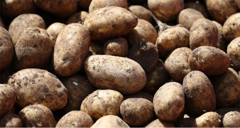 Potatoes Tim Papworth farm_47463