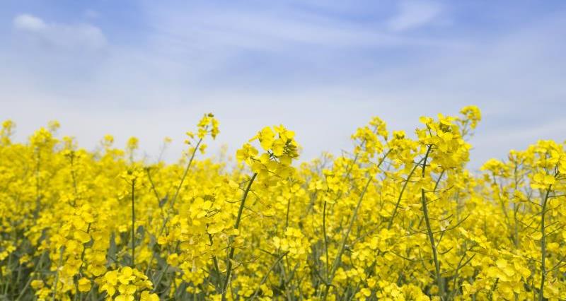Nutrient cycling – realising solid benefits – NFUonline