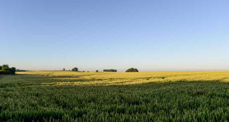 A farming landscape with a bright blue sky and green crops growing in the fields.