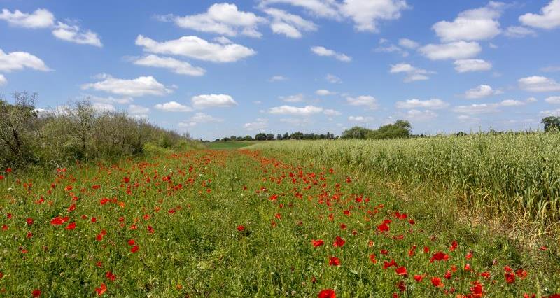 Poppies and wildflower meadow_55640