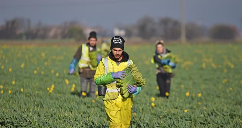 An image of an overseas workes during daffodil harvest