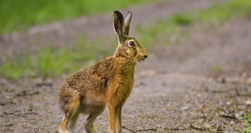 A picture of a hare on a track across farmland