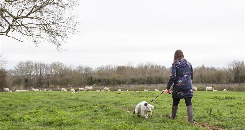 A lady walking her dog on a lead in a field with some sheep in it