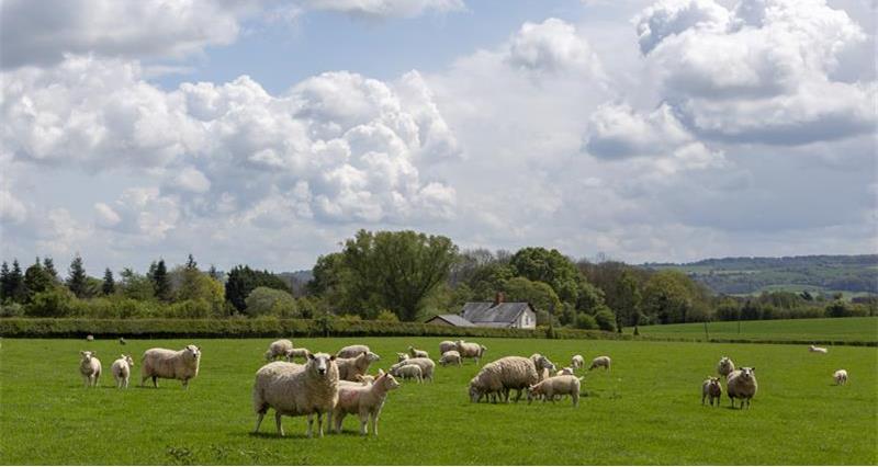 Lleyn sheep in a field