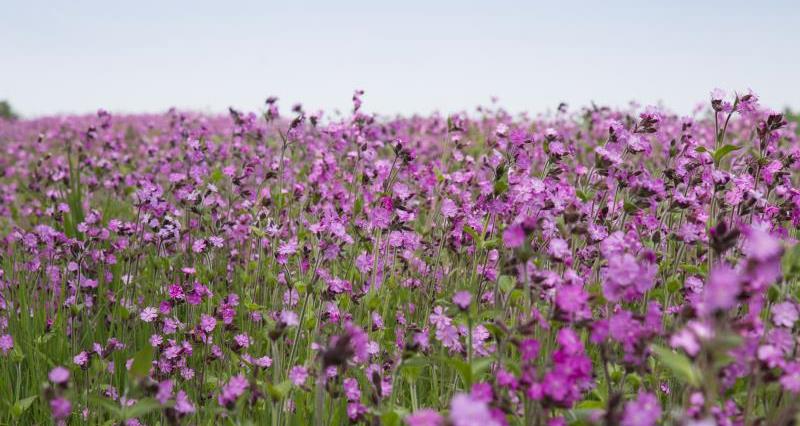 An image of purple wildflowers