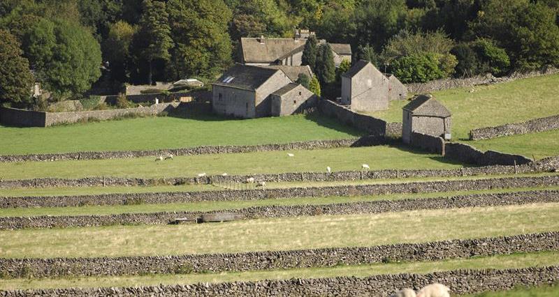 A field of sheep with farmhouses in the background