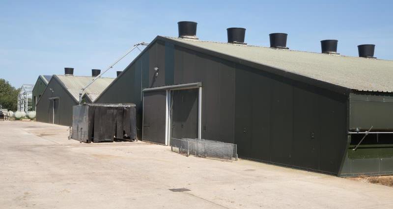 A photo of a broiler shed.