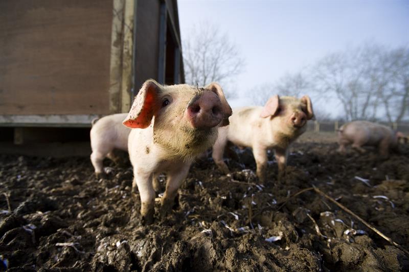 Two piglets standing in a field