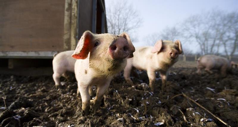 Two piglets standing in a field