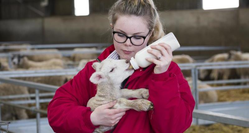 An image of a young female student giving a bottle of milk to a baby lamb