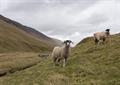 Sheep Oak Tree Farm Lancashire_65786