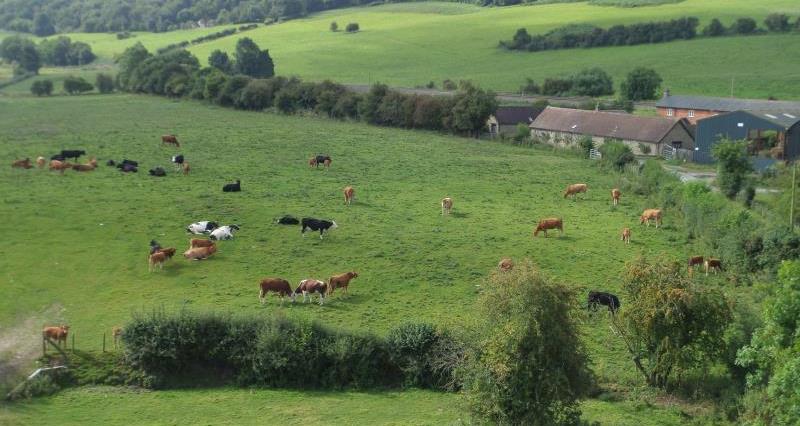 An image of cattle in a Shropshire farmland landscape